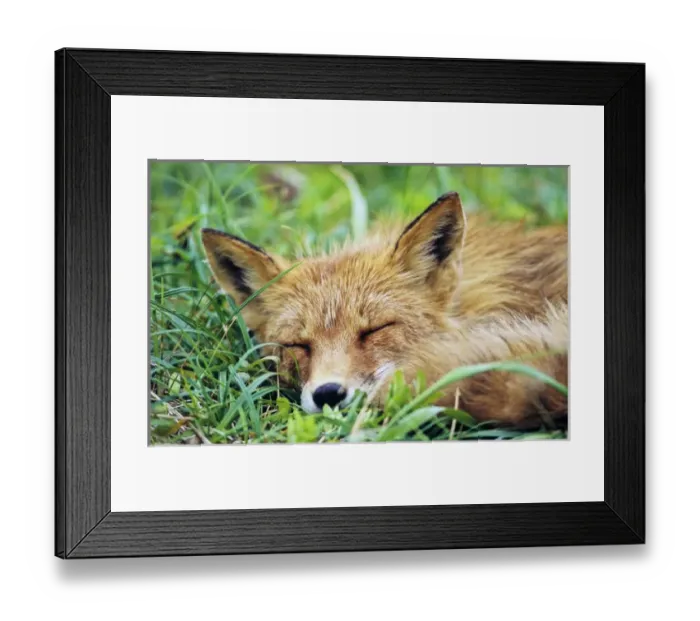 Framed Print : Red Fox (Vulpes vulpes), Alaska. America, North America, USA, Alaska, July Framed Print : Red Fox (Vulpes vulpes), Alaska. America, North America, USA, Alaska, July