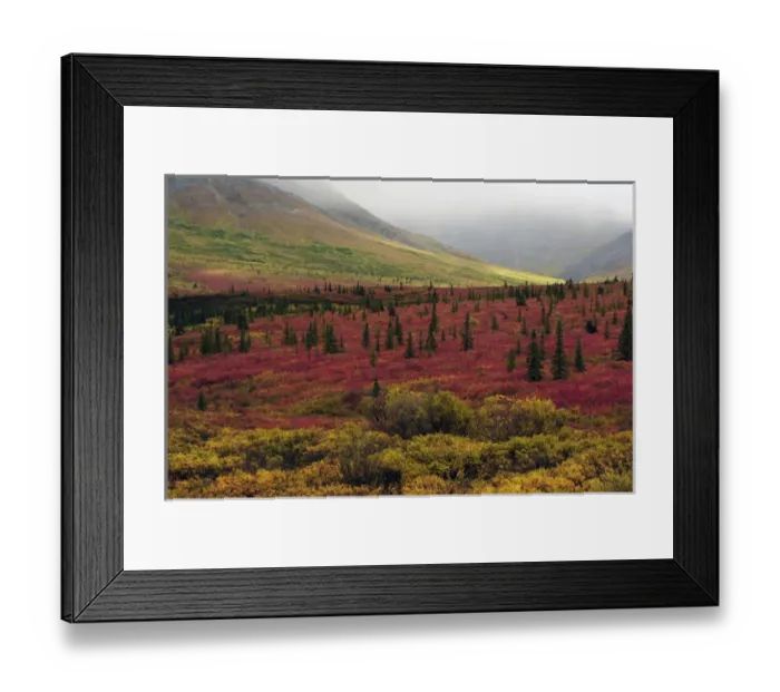 Framed Print : Autumn on the Taiga; Denali National Park; Alaska; USA Framed Print : Autumn on the Taiga; Denali National Park; Alaska; USA