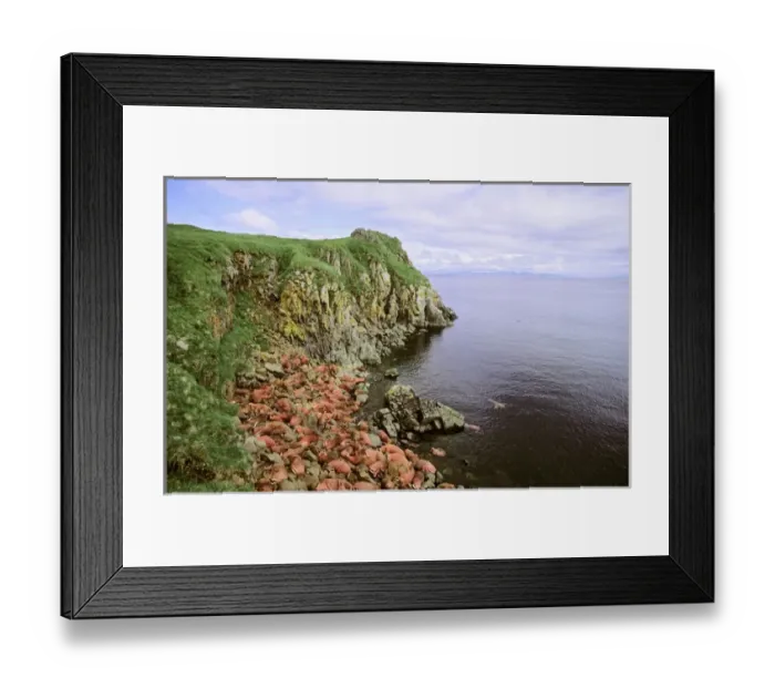 Framed Print : Pacific Walrus (Odobenus rosmarus divergens). Round Island, Alaska, USA, North America Framed Print : Pacific Walrus (Odobenus rosmarus divergens). Round Island, Alaska, USA, North America