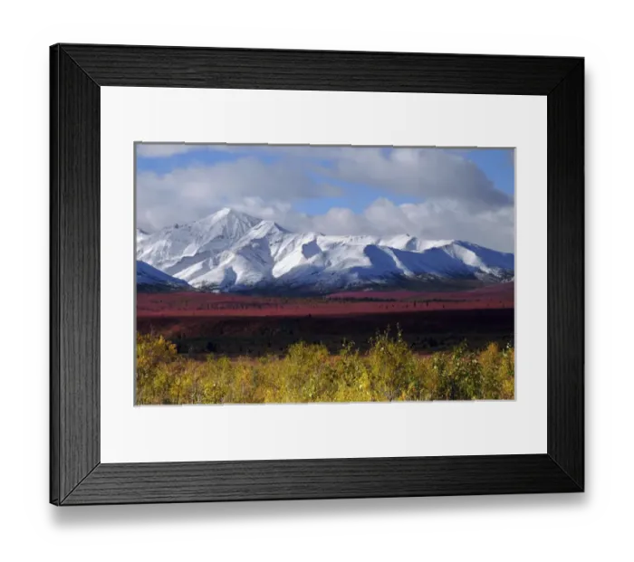 Framed Print : Autumn on the Taiga; Denali National Park; Alaska; USA Framed Print : Autumn on the Taiga; Denali National Park; Alaska; USA