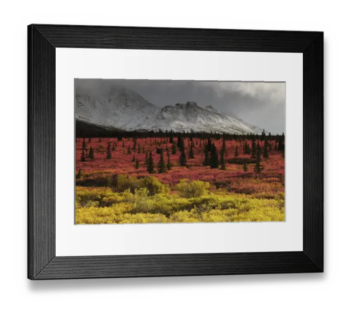 Framed Print : Autumn on the Taiga; Denali National Park; Alaska; USA Framed Print : Autumn on the Taiga; Denali National Park; Alaska; USA