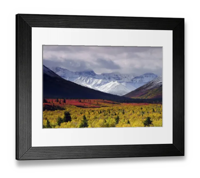 Framed Print : Autumnon theaiga; Denali National Park; Alaska; USA; fall; autumnal; colorful; red Framed Print : Autumnon theaiga; Denali National Park; Alaska; USA; fall; autumnal; colorful; red