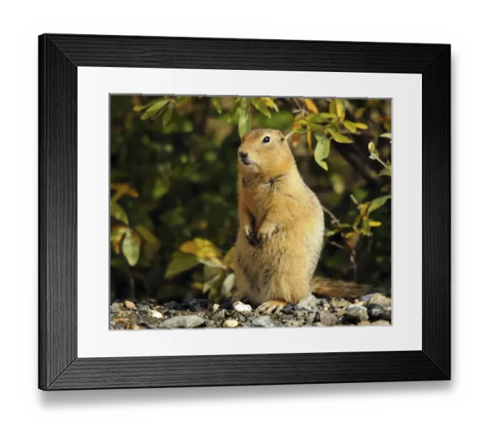 Framed Print : Arctic Ground Squirrel Posing; Denali National Park; Alaska; USA Framed Print : Arctic Ground Squirrel Posing; Denali National Park; Alaska; USA