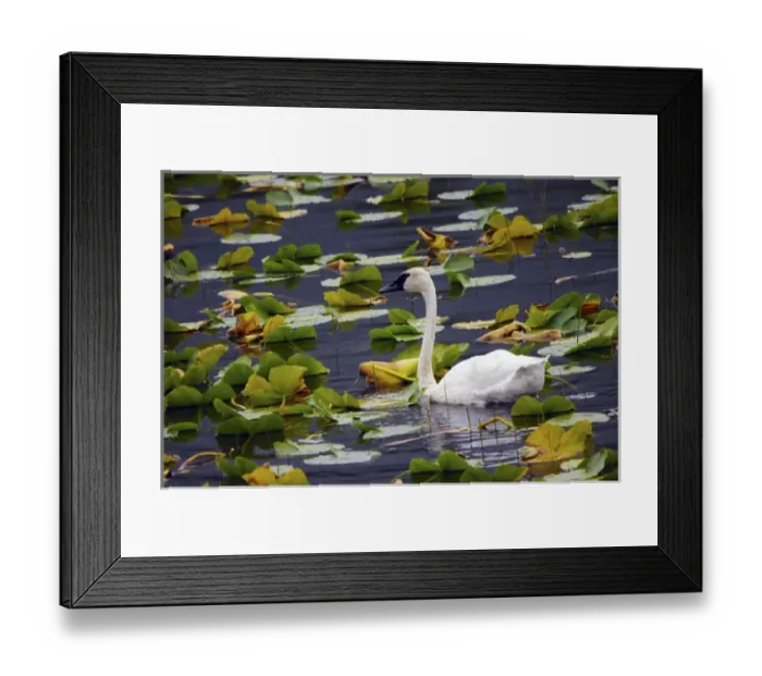 Framed Print : Trumpeter Swan in Liliy Pods; Chugach National Forest; Alaska; USA