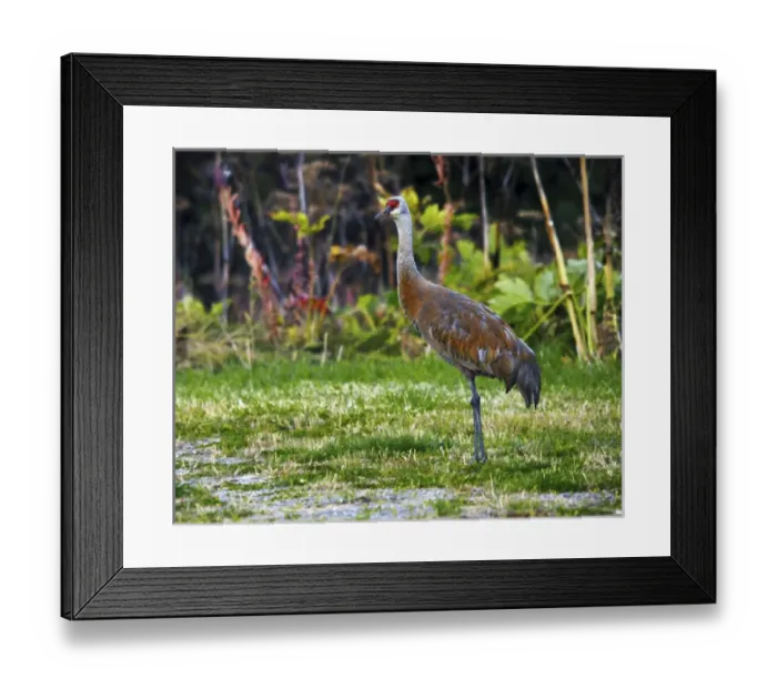 Framed Print : Sandhill Crane feeding behind Wasabi Restaurant; Homer; Alaska; USA