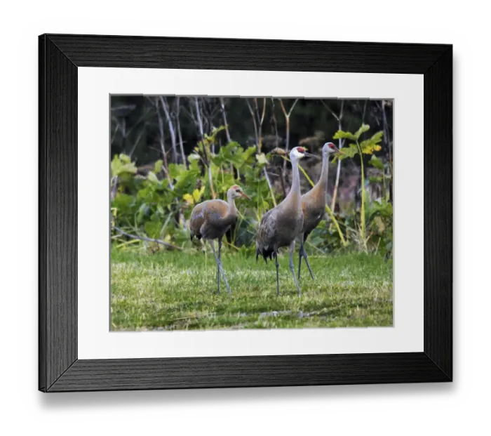 Framed Print : Sandhill Cranes feeding behind Wasabi Restaurant; Homer; Alaska; USA Framed Print : Sandhill Cranes feeding behind Wasabi Restaurant; Homer; Alaska; USA