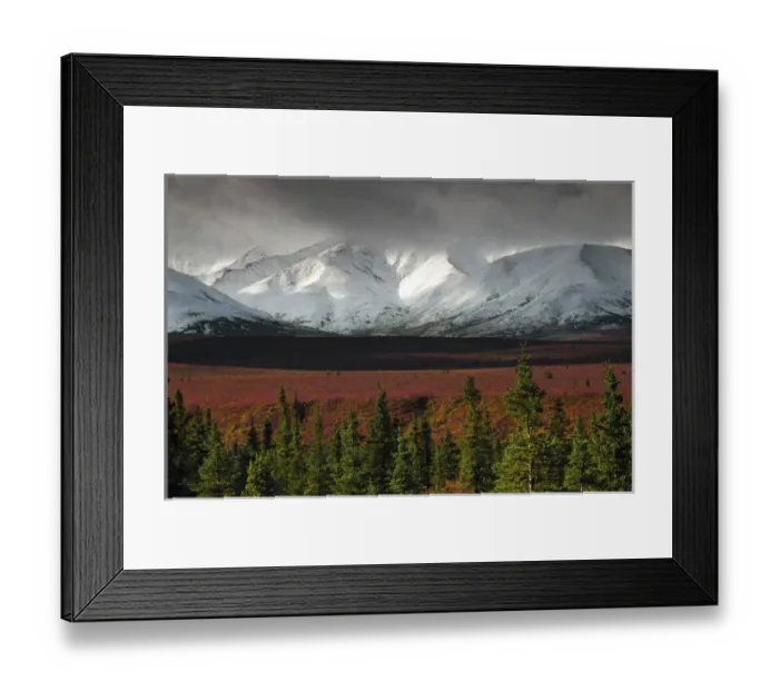 Framed Print : Alaska Range in AutumnTaiga; Denali National Park; Alaska; USA; fall; autumnal; colorful