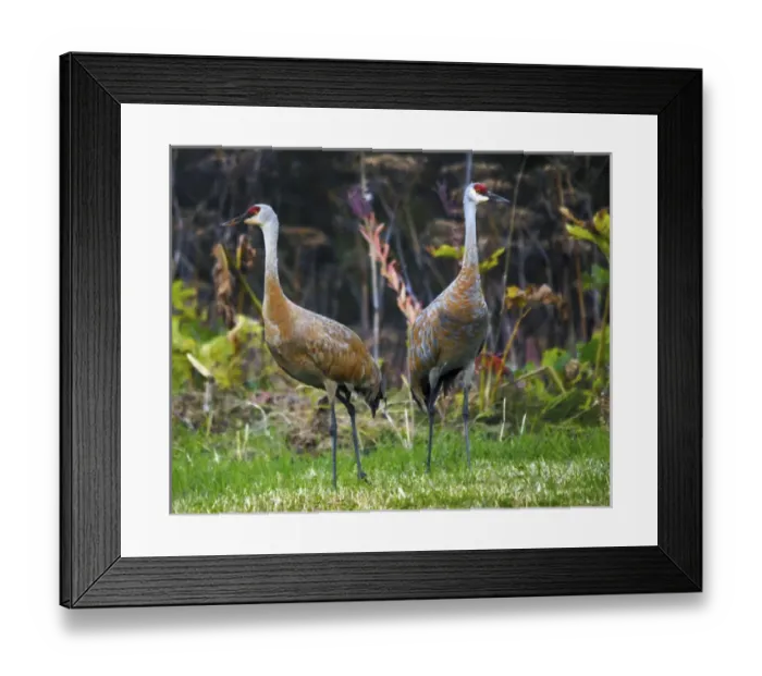 Framed Print : Sandhill Cranes feeding behind Wasabi Restaurant; Homer; Alaska; USA Framed Print : Sandhill Cranes feeding behind Wasabi Restaurant; Homer; Alaska; USA