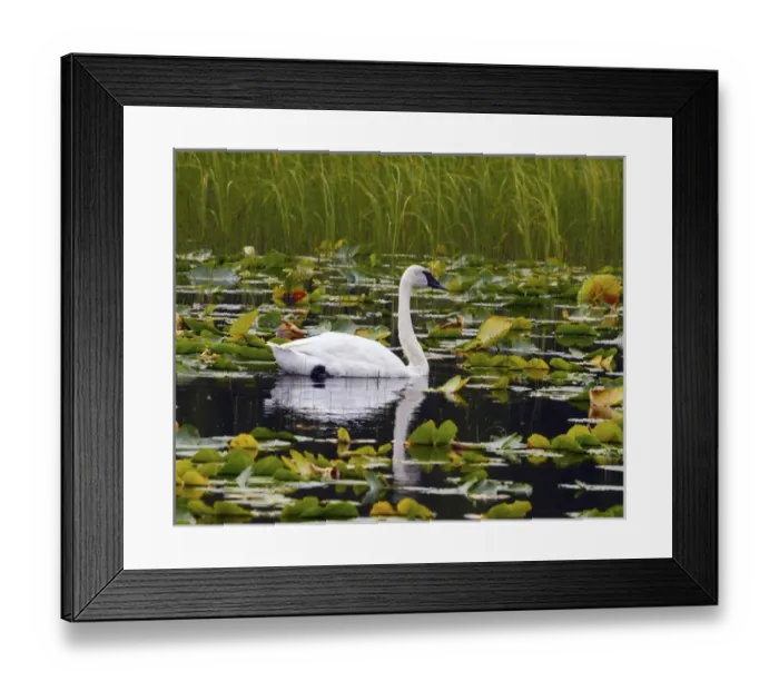 Framed Print : Trumpeter Swan swimming in Liliy Pods; Chugach National Forest; Alaska; USA