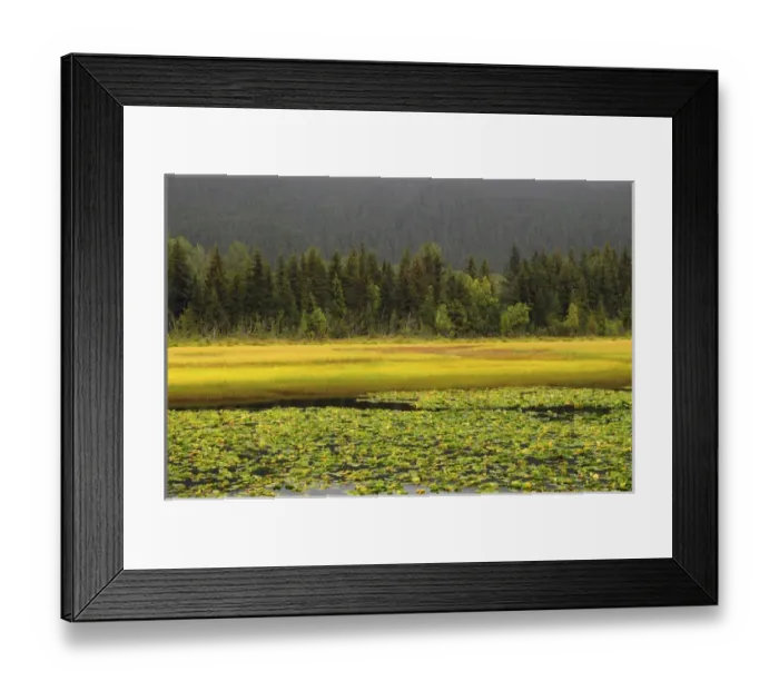Framed Print : Lily Pods and Sedge Grass in Autumn; Chugach National Forest; Alaska; USA Framed Print : Lily Pods and Sedge Grass in Autumn; Chugach National Forest; Alaska; USA