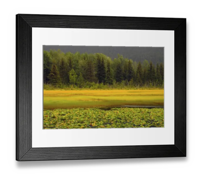 Framed Print : Lily Pods and Sedge Grass in Autumn; Chugach National Forest; Alaska; USA