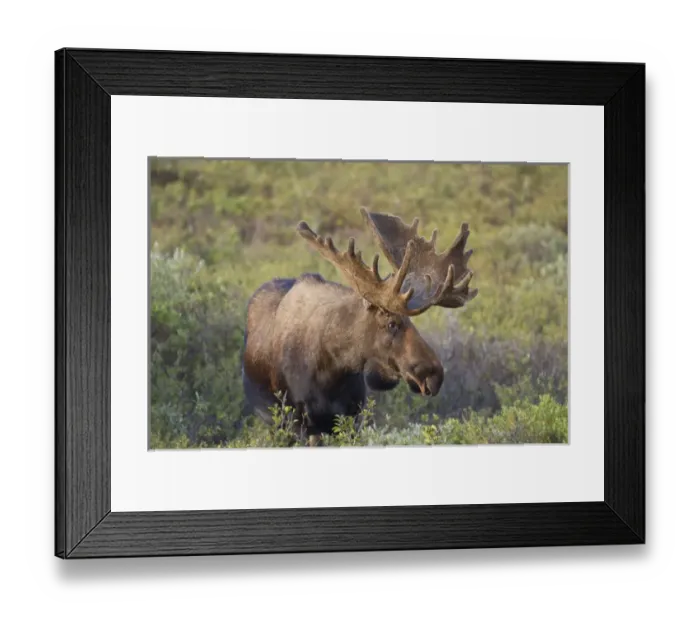 Framed Print : A large bull moose stands among willows on the tundra north of the Alaska Range Framed Print : A large bull moose stands among willows on the tundra north of the Alaska Range