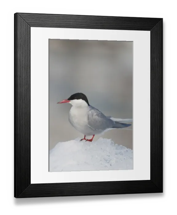 Framed Print : Prince William Sound, Alaska, an arctic tern rests on an iceberg in Port Nellie Juan during Framed Print : Prince William Sound, Alaska, an arctic tern rests on an iceberg in Port Nellie Juan during