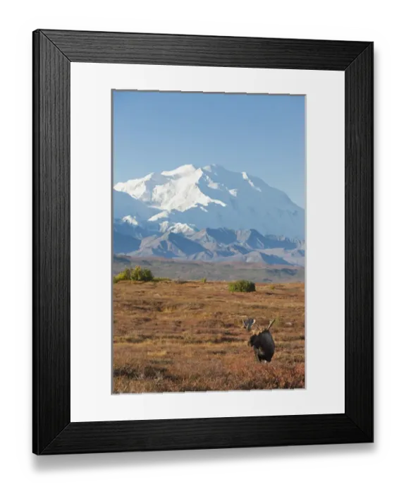 Framed Print : Denali National Park, Alaska, a bull moose stands on a brilliant carpet of fall foliage Framed Print : Denali National Park, Alaska, a bull moose stands on a brilliant carpet of fall foliage