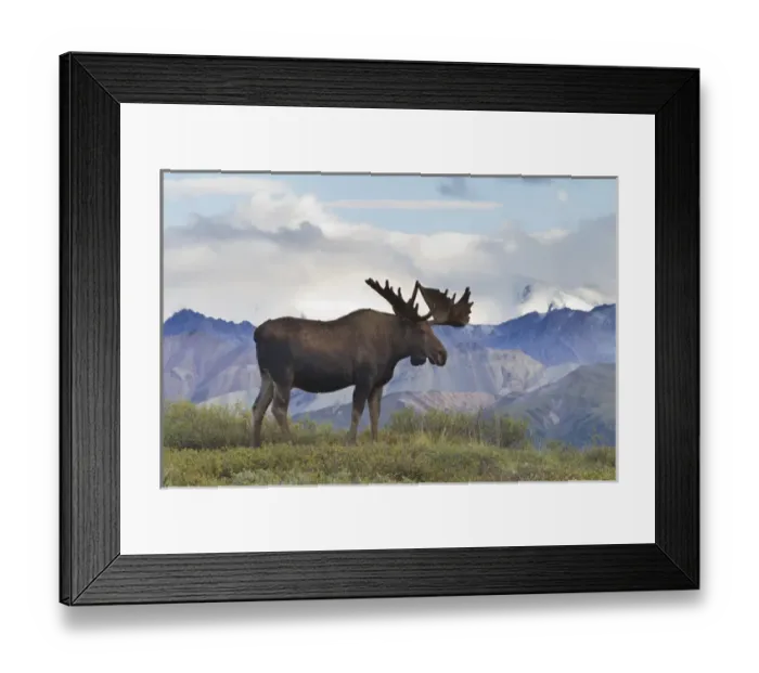 Framed Print : A large bull moose stands on the tundra of Denali National Park, with glacier covered Framed Print : A large bull moose stands on the tundra of Denali National Park, with glacier covered