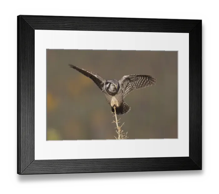 Framed Print : A northern hawk owl surveys the boreal forest for prey from its perch on a spruce Framed Print : A northern hawk owl surveys the boreal forest for prey from its perch on a spruce
