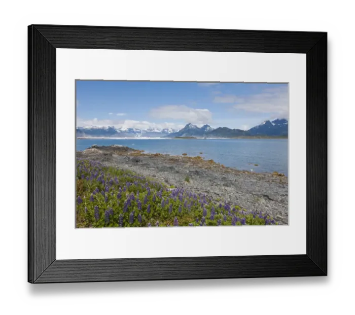 Framed Print : Prince William Sound, Alaska, lupine growing along the shore of Heather Island in Framed Print : Prince William Sound, Alaska, lupine growing along the shore of Heather Island in