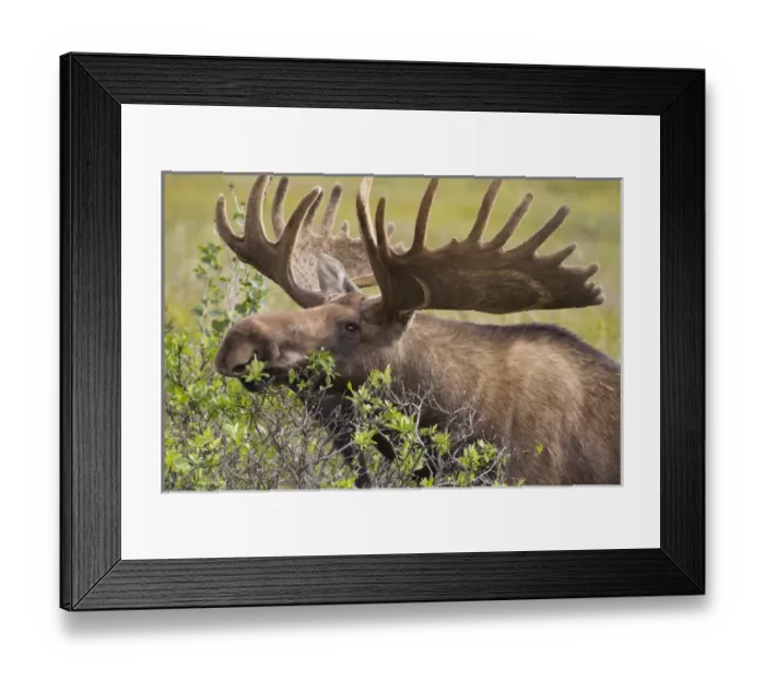 Framed Print : A large bull moose broses on willows in the tundra on the north of the Alaska Range Framed Print : A large bull moose broses on willows in the tundra on the north of the Alaska Range