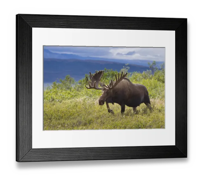 Framed Print : A large bull moose stands among willows on the tundra north of the Alaska Range Framed Print : A large bull moose stands among willows on the tundra north of the Alaska Range
