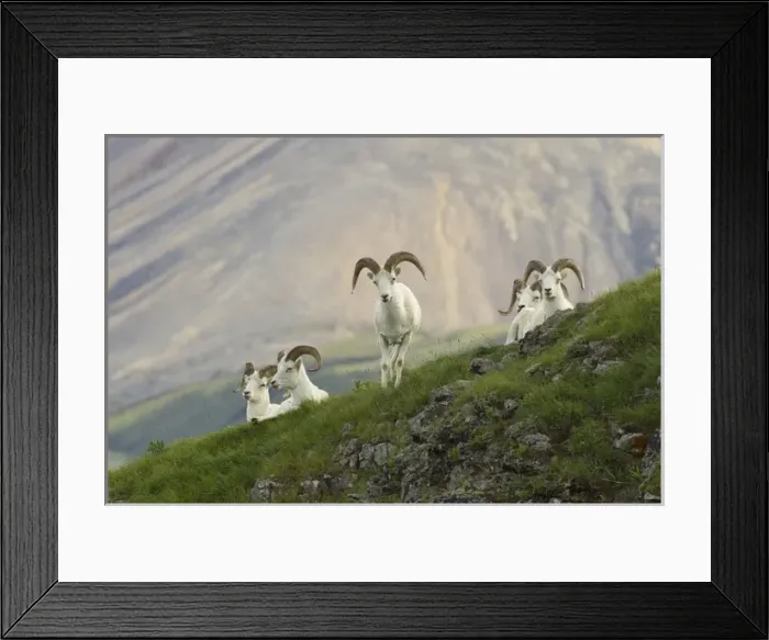 Framed Print : A group of dall sheep rams rest on Marmot Rock in Polychrome Pass along the Denali Park Road
