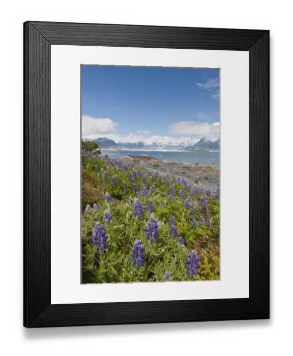 Framed Print : Prince William Sound, Alaska, lupine growing along the shore of Heather Island in