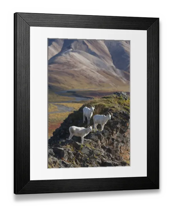Framed Print : Polychrome Pass, Denali National Park, Alaska, three dall sheep rams perch on a cliff Framed Print : Polychrome Pass, Denali National Park, Alaska, three dall sheep rams perch on a cliff
