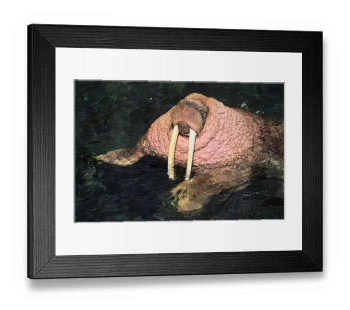 Framed Print : Pacific Walrus (Odobenus rosmarus divergens). Round Island, Alaska, USA, North America Framed Print : Pacific Walrus (Odobenus rosmarus divergens). Round Island, Alaska, USA, North America