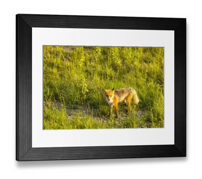 Framed Print : At Midway Lake in the Tetlin National Wildlife Refuge, Southcentral Alaska Framed Print : At Midway Lake in the Tetlin National Wildlife Refuge, Southcentral Alaska