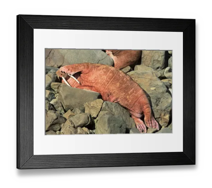 Framed Print : Pacific Walrus (Odobenus rosmarus divergens). Round Island, Alaska, USA, North America Framed Print : Pacific Walrus (Odobenus rosmarus divergens). Round Island, Alaska, USA, North America
