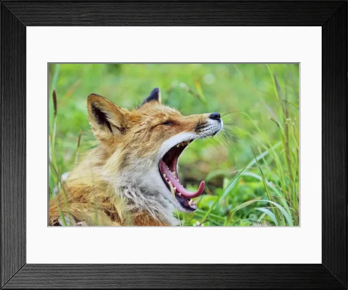 Framed Print : Red Fox (Vulpes vulpes), Alaska. America, North America, USA, Alaska, July
