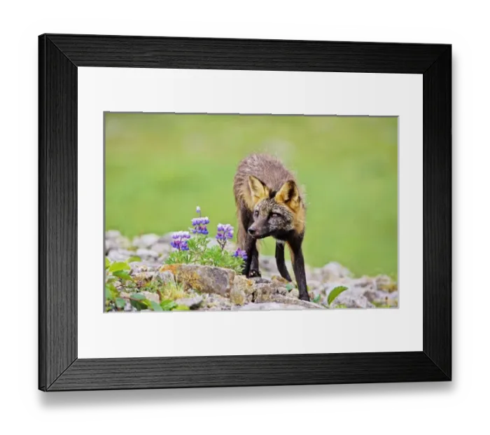 Framed Print : Red Fox (Vulpes vulpes), hybrid with Arctic Fox alopex lagopodus
