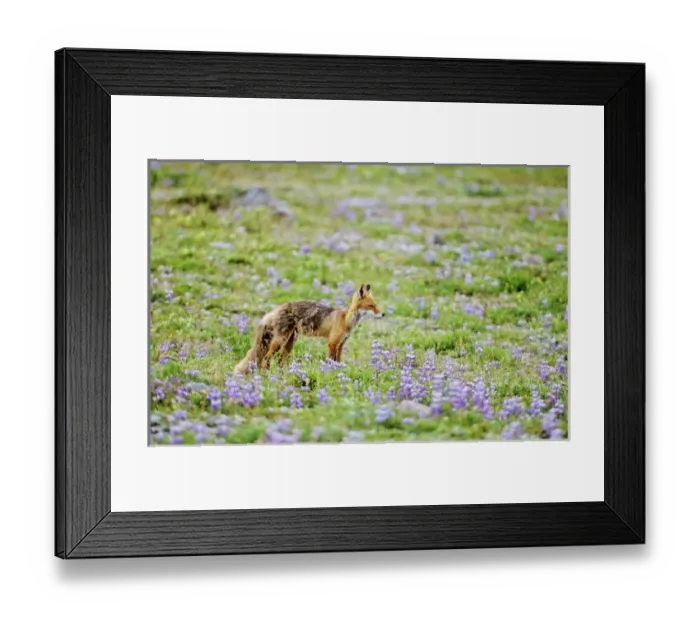 Framed Print : Red Fox (Vulpes vulpes), Alaska. America, North America, USA, Alaska, July