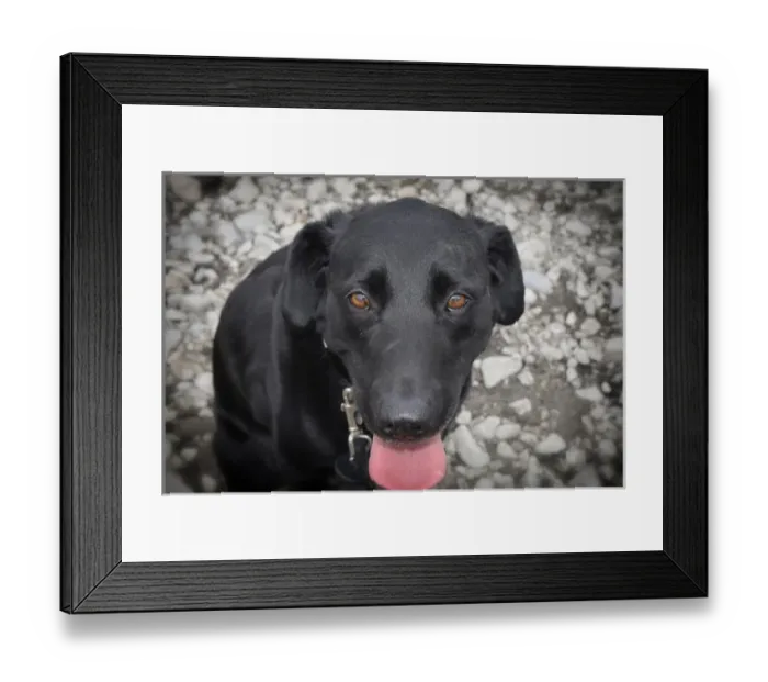 Framed Print : Black Lab Framed Print : Black Lab