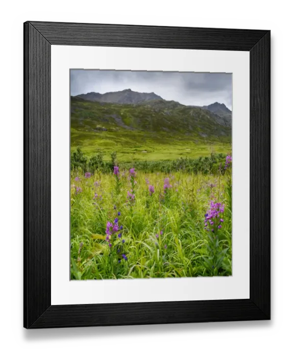 Framed Print : USA, Alaska, Hatchers Pass, fireweed in bloom Framed Print : USA, Alaska, Hatchers Pass, fireweed in bloom