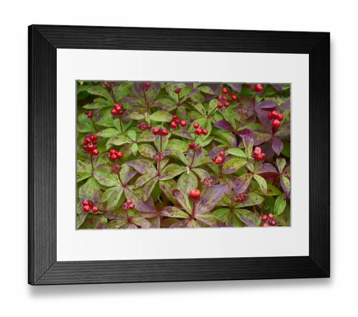 Framed Print : USA, Alaska, Hatchers Pass, Bunch Berry (Cornus Canadensis) Framed Print : USA, Alaska, Hatchers Pass, Bunch Berry (Cornus Canadensis)