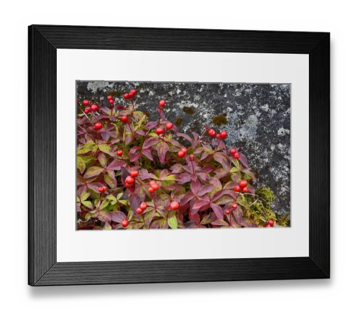 Framed Print : USA, Alaska, Hatchers Pass, Bunch Berry (Cornus Canadensis)