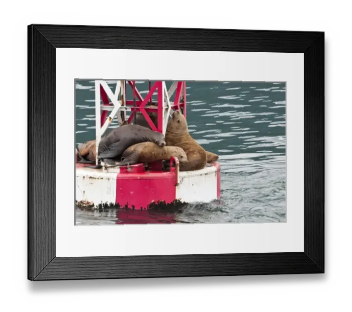 Framed Print : US, AK, Inside Passage. Stellar Sea Lions (Eumetopias jubatus) crowd on to navigation