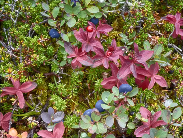 USA, Alaska, Hatchers Pass. Bunch berry and low-bush blueberry