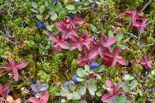 USA, Alaska, Hatchers Pass. Bunch berry and low-bush blueberry