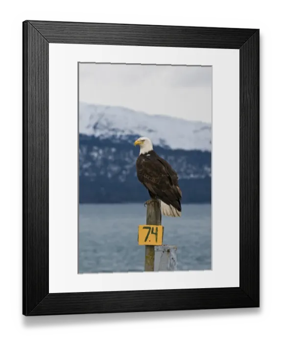 Framed Print : US, AK, Homer. Bald Eagle perches on RV hookup, Kachemak Bay beyond
