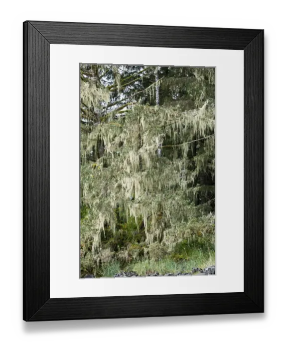 Framed Print : USA, AK, Inside Passage. Old Mans Beard lichen (Usnea) also called Treemoss, Beard Lichen Framed Print : USA, AK, Inside Passage. Old Mans Beard lichen (Usnea) also called Treemoss, Beard Lichen