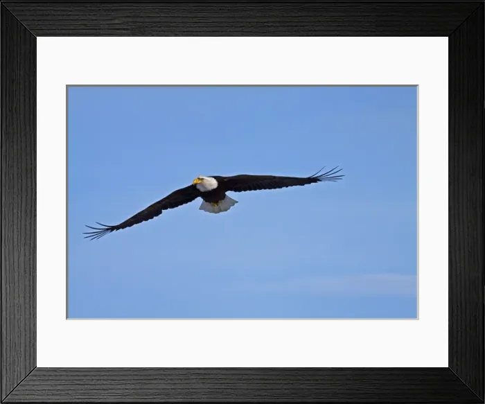 Framed Print : North America; USA; Alaska; Homer; Eagle in Flight Framed Print : North America; USA; Alaska; Homer; Eagle in Flight