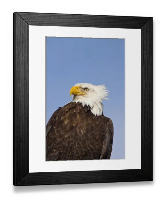 Framed Print : USA; Alaska; Homer; Eagle Portriat in Morning Light