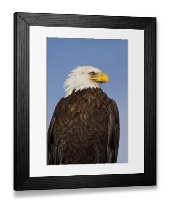 Framed Print : USA; Alaska; Homer; Eagle Portriat in Morning Light Framed Print : USA; Alaska; Homer; Eagle Portriat in Morning Light