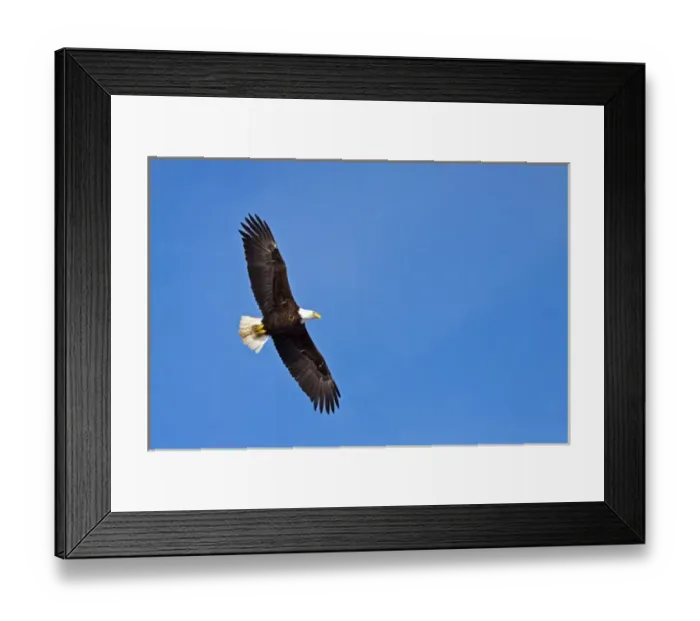Framed Print : North America; USA; Alaska; Homer; Eagle in Flight
