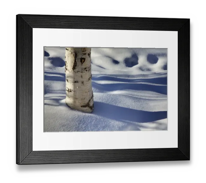 Framed Print : North America; USA; Alaska; Shadows from Burch Trees in Snow Framed Print : North America; USA; Alaska; Shadows from Burch Trees in Snow