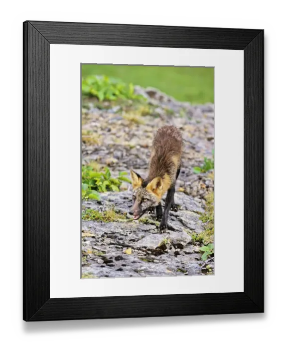 Framed Print : Red Fox (Vulpes vulpes), hybrid with Arctic Fox alopex lagopodus Framed Print : Red Fox (Vulpes vulpes), hybrid with Arctic Fox alopex lagopodus