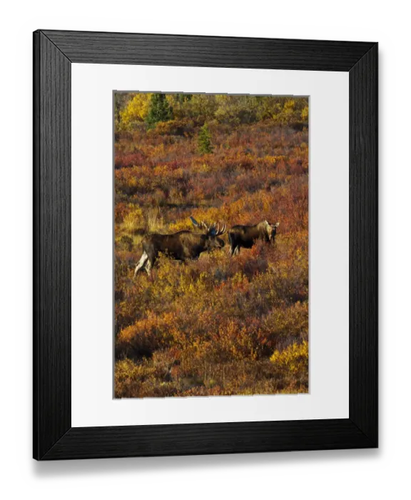 Framed Print : USA; Alaska; Denali National Park; Moose in Autumn Colored Tundra