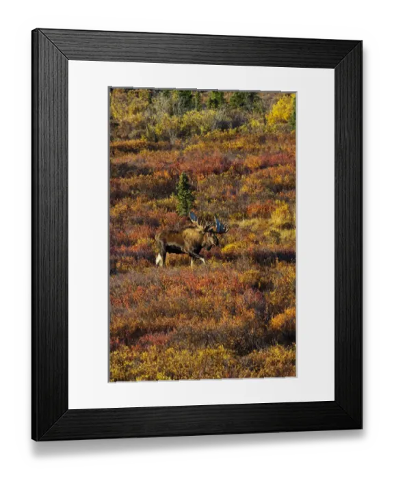 Framed Print : USA; Alaska; Denali National Park; Moose in Autumn Colored Tundra Framed Print : USA; Alaska; Denali National Park; Moose in Autumn Colored Tundra