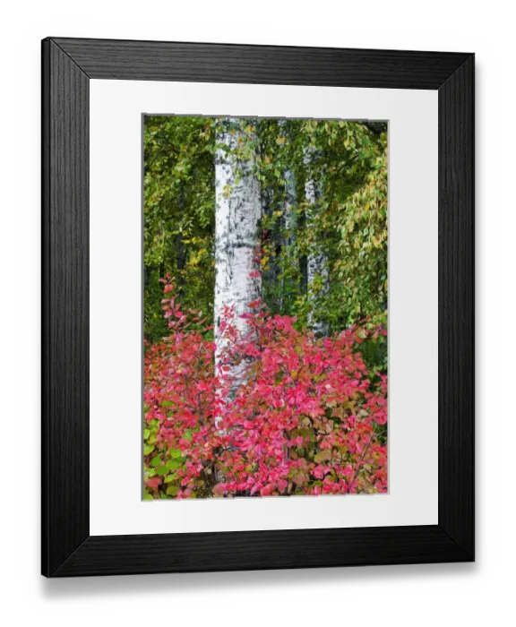 Framed Print : North America; USA; Alaska; Aspen Trunks surrounded by Autumn Color Framed Print : North America; USA; Alaska; Aspen Trunks surrounded by Autumn Color